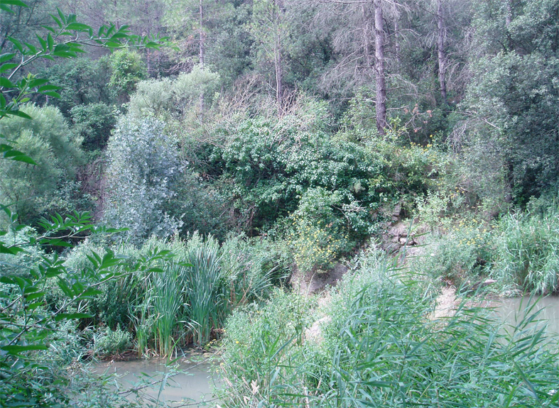 Resclosa del molí del rei 