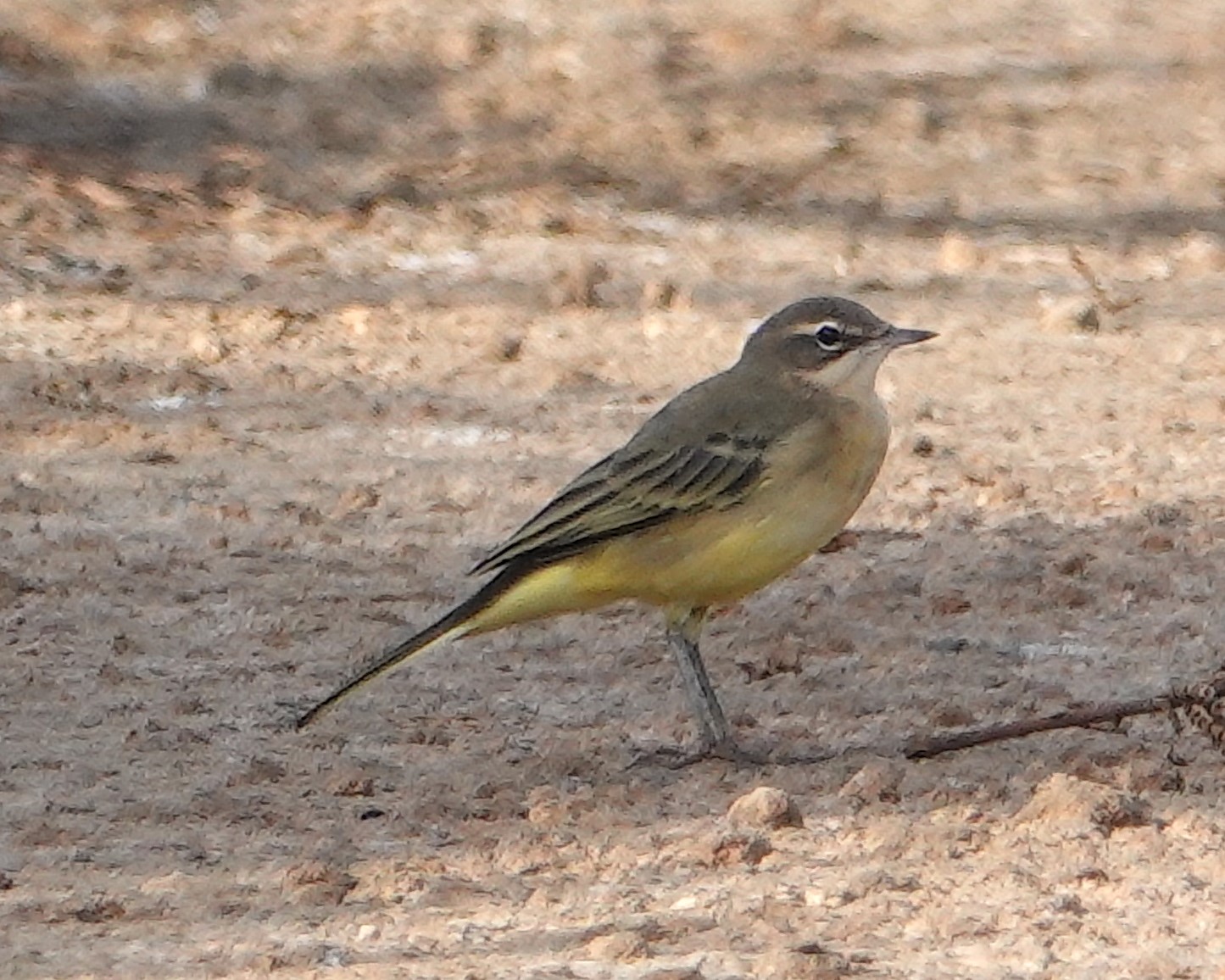 El consell comarcal participa en el projecte de voluntariat ambiental biobserva per a la conservació de la biodiversitat a les depuradores d'aigües residuals de la comarca