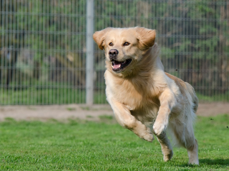 El consell organitza una taula sobre la protecció dels animals de companyia